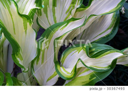 ギボウシのねじれる葉　横位置 30367493