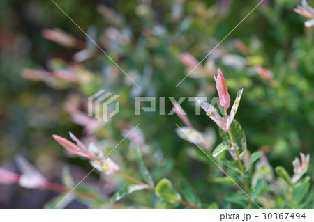 ハクロニシキの若葉　ピンク色 30367494