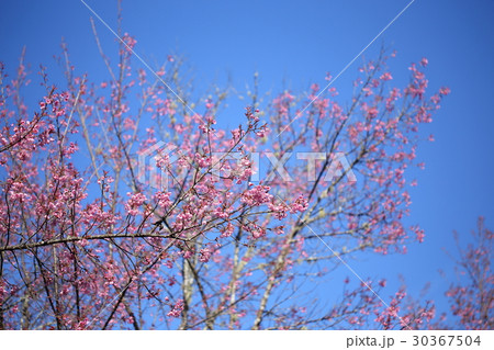 pink cherry blossom flowers in garden 30367504