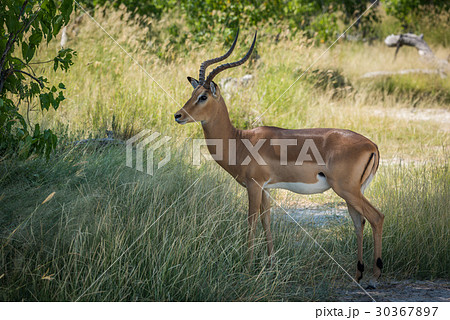 Male impala standing in shade facing camera 30367897