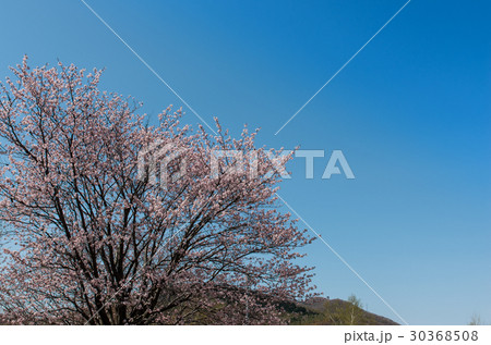 旭山記念公園 旭山記念公園 30368508
