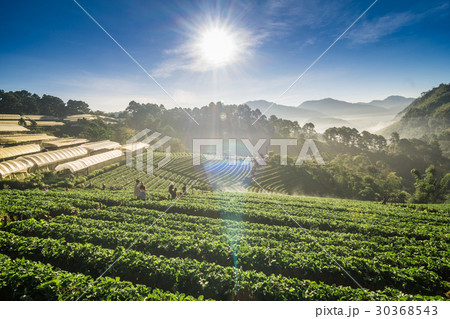 Strawberry field in morning fog hill of mountain 30368543
