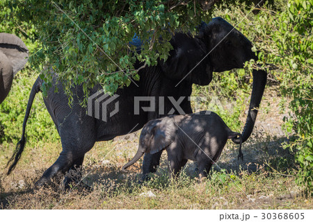 Mother elephant pulling back baby by tail Mother elephant pulling back baby by tail 30368605