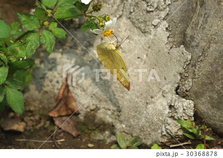 昆虫 虫 蟲 30368878