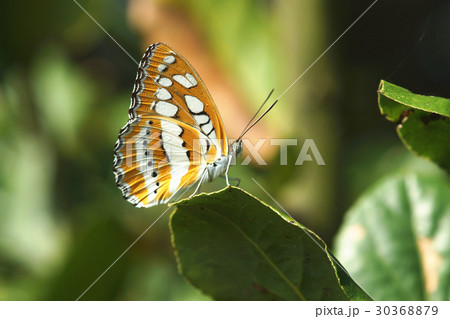 蝶 チョウ 蝴蝶 30368879