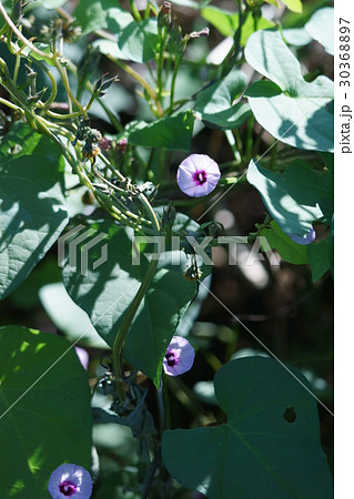 星朝顔　花言葉は「くつろぎ」 30368897