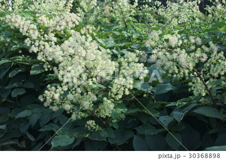 山独活 ヤマウド 花言葉は「健康美」 山独活 ヤマウド 花言葉は「健康美」 30368898