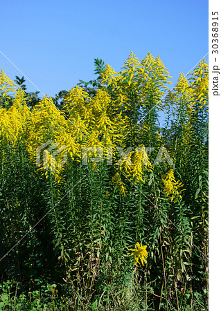 背高泡立草 セイタカアワダチソウ 花言葉は 元気 の写真素材