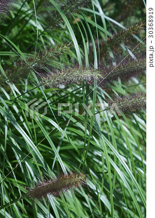 力芝 チカラシバ 花言葉は 信念 の写真素材