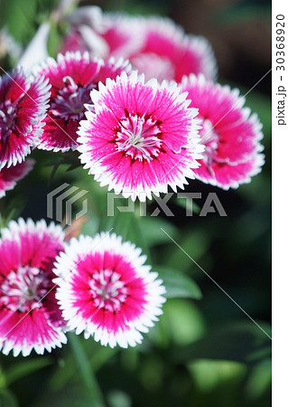 四季咲きナデシコ 花言葉は 丁寧 の写真素材 3036