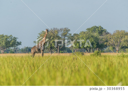 South African giraffe in meadow facing camera 30368955