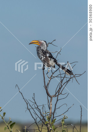 Southern yellow-billed hornbill on branch of tree 30368980