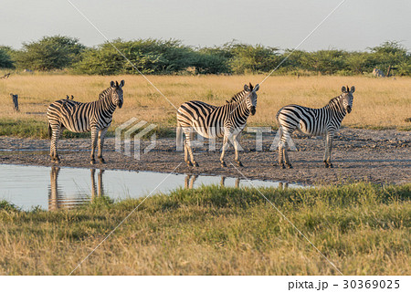 Three Burchell's zebra in line beside water Three Burchell's zebra in line beside water 30369025
