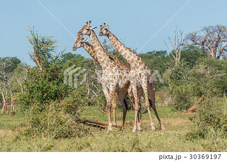 Three South African giraffe standing among bushes 30369197
