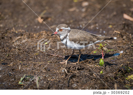 Three-banded plover in profile walking along river Three-banded plover in profile walking along river 30369202