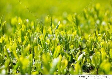 日本茶の茶葉　新芽　新茶 30369216