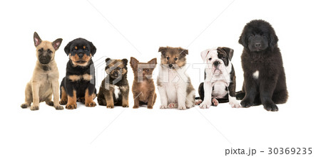 Group of zeven different puppies  30369235