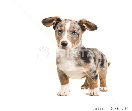 Cute blue merle welsh corgi puppy with blue eyes  30369236