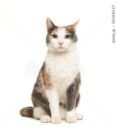 Grey, orange and white sitting cat 30369237