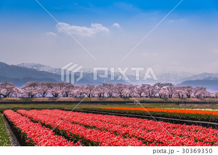 富山 舟川べりの桜並木とチューリップ 残雪の北アルプスの写真素材