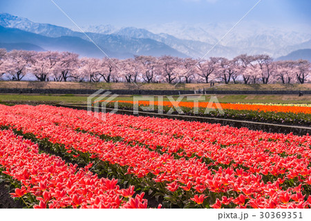 富山 舟川べりの桜並木とチューリップ 残雪の北アルプスの写真素材