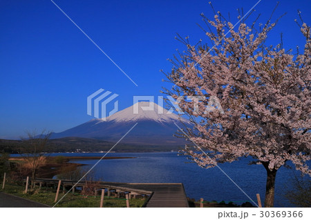 山中湖からの桜と富士山 20170502 山中湖からの桜と富士山 20170502 30369366