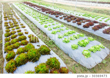 Organic vegetables in the garden 30369473