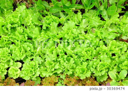 Organic vegetables in the garden 30369474