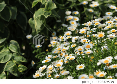 ノースポールの花と蕾 30369539