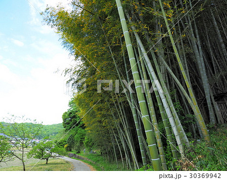 新緑と竹の秋風景、福山市駅家町新山 新緑と竹の秋風景、福山市駅家町新山 30369942