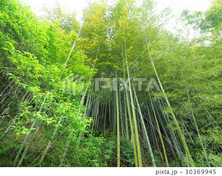 新緑と竹の秋風景、福山市駅家町新山 30369945