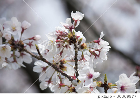 さくら 30369977