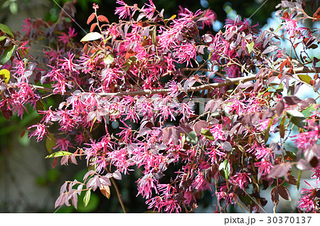 ベニバナトキワマンサク（紅花常盤満作） 30370137