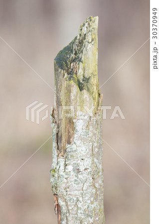 Dying tree in nature Dying tree in nature 30370949
