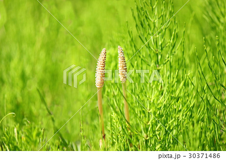 スギナ＆つくし 30371486