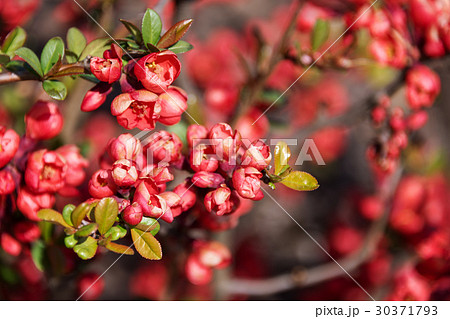 Beautiful flowering Japanese cherry Sakura 30371793