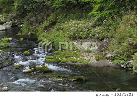 山口県 岩国市 錦川水系 根笠川 キシツツジ 山口県 岩国市 錦川水系 根笠川 キシツツジ 30371803