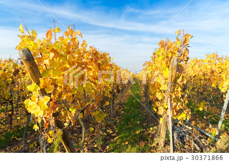 Wine route of Alsace Wine route of Alsace 30371866