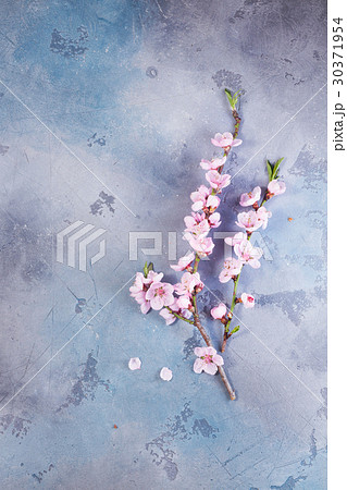 pink cherry blossom pink cherry blossom 30371954