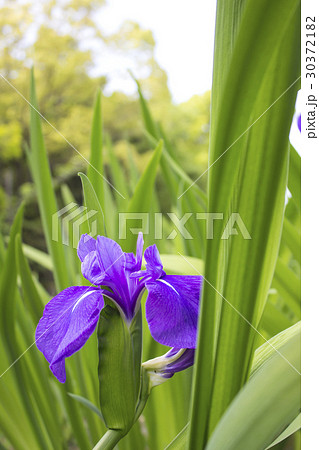 知立神社の花しょうぶ 30372182