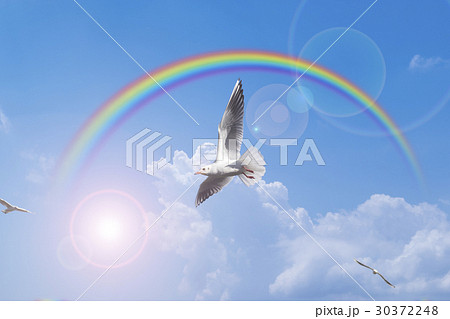 虹と羽ばたく鳥 Cg合成 の写真素材