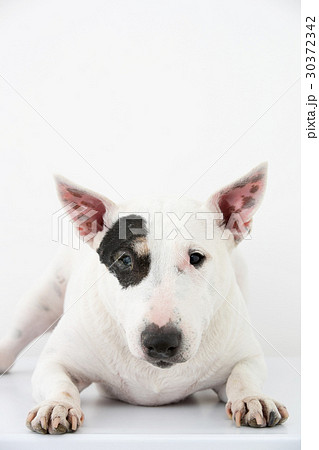 ブルテリア 30372342