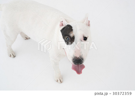 ブルテリア ブルテリア 30372359