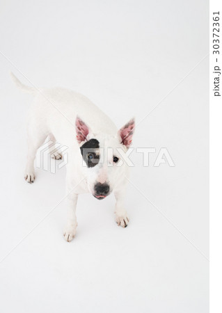 ブルテリア 30372361