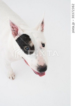 ブルテリア 30372362