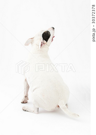 ブルテリア ブルテリア 30372378