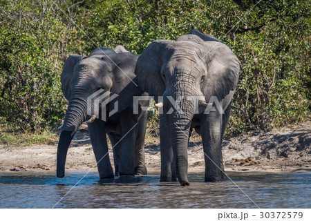 Two elephants drinking side-by-side at water hole Two elephants drinking side-by-side at water hole 30372579
