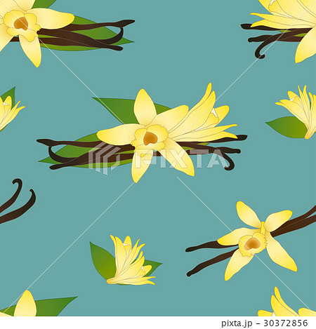 Vanilla Planifolia Flower on Blue Background. 30372856