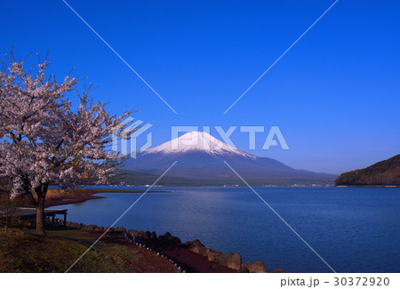 20170502山中湖平野からの桜と富士山 20170502山中湖平野からの桜と富士山 30372920