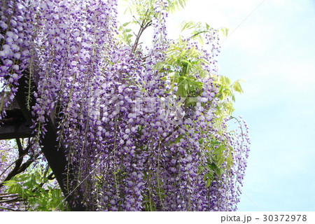 藤の花 30372978